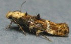 Mompha propinquella
